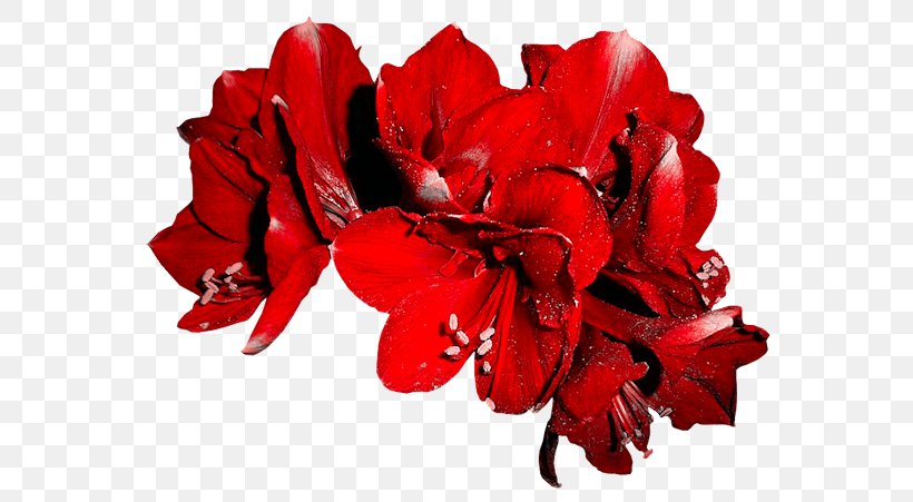 Cut Flowers Vase Petal Amaryllis, PNG, 600x451px, 2018, Flower, Amaryllis, Carmine, Christmas Day Download Free