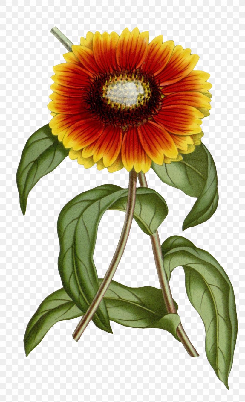 Gaillardia Pulchella Gaillardia Xd7 Grandiflora Common Sunflower Botany, PNG, 1794x2940px, Gaillardia Pulchella, Annual Plant, Blanket Flowers, Botanical Illustration, Botany Download Free