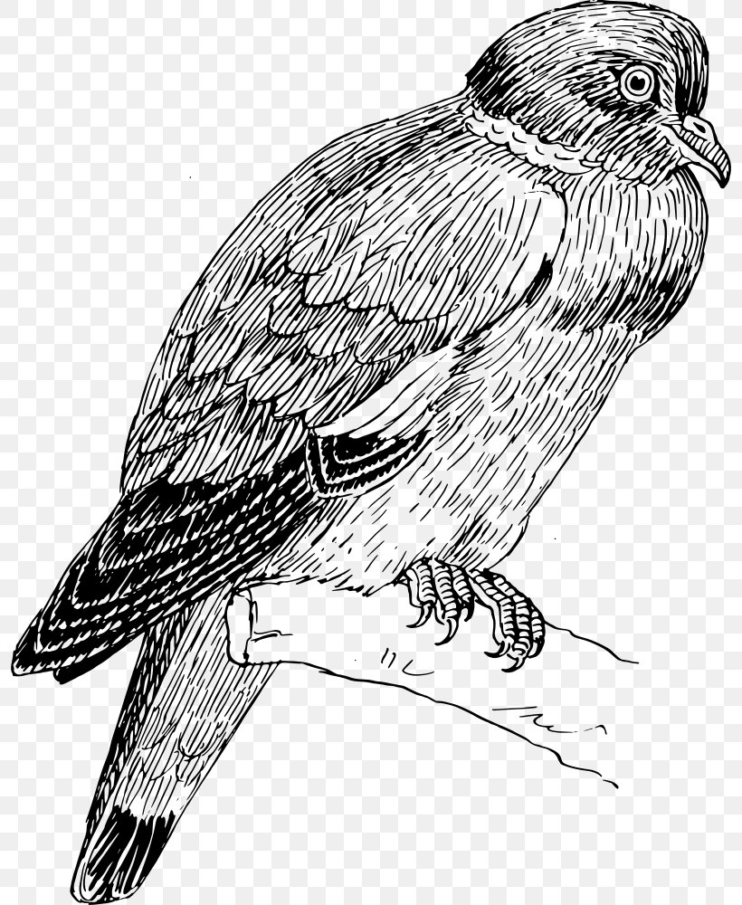 Hawk Eagle, PNG, 796x1000px, Hawk, Accipitriformes, Animation, Beak, Bethlehem Download Free