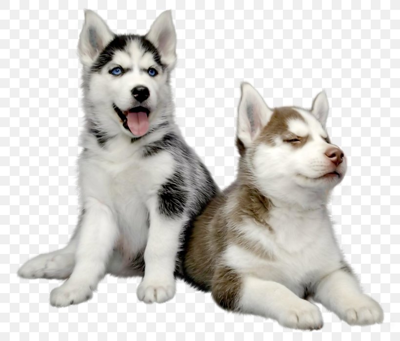 Siberian Husky Puppy Pet, PNG, 800x698px, Siberian Husky, Alaskan Klee Kai, Alaskan Malamute, Ancient Dog Breeds, Canadian Eskimo Dog Download Free