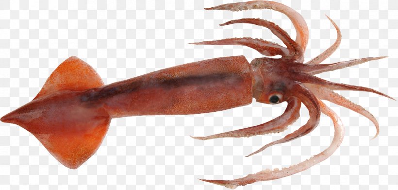 Squid As Food Nototodarus Sloanii Cephalopod Gladius, PNG, 1216x580px, Squid, Animal Source Foods, Bone, Cephalopod, Decapoda Download Free