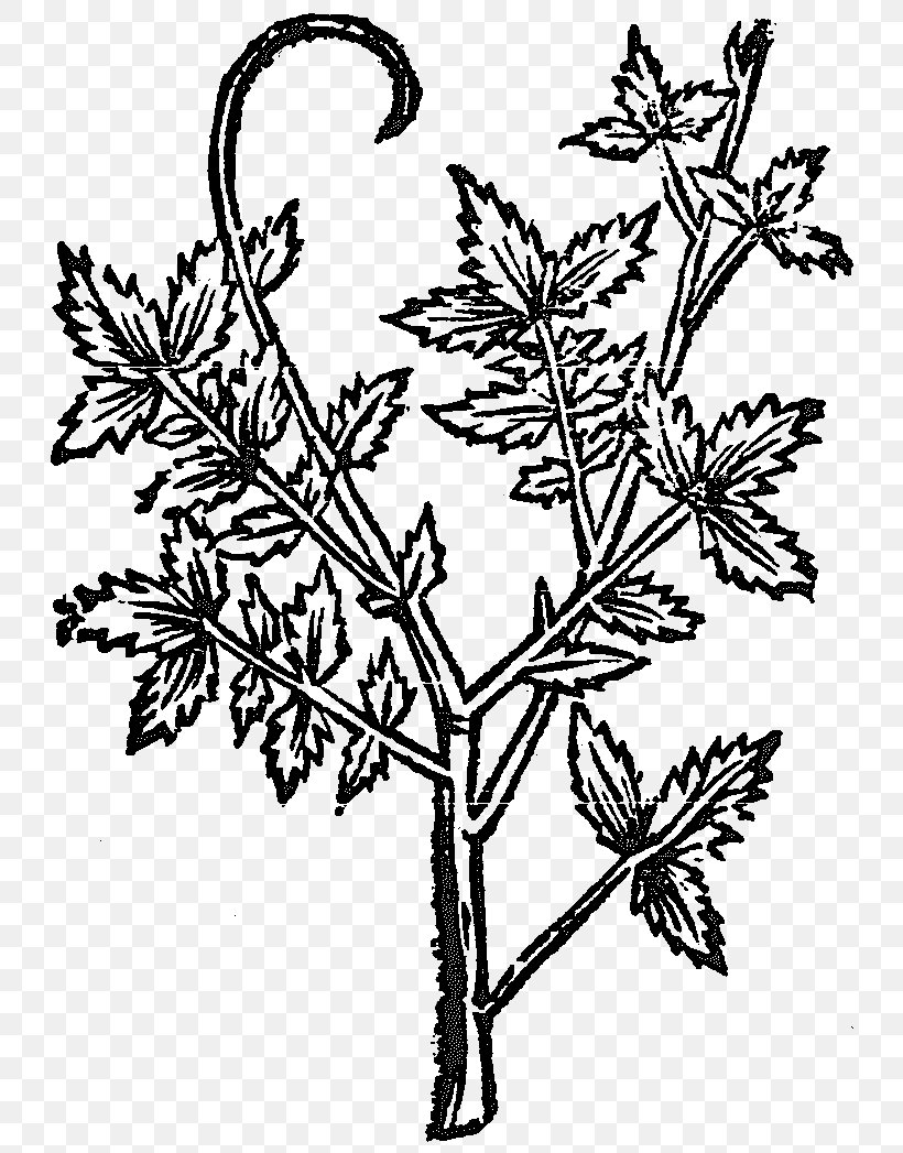 Twig Plant Stem Leaf Line Art Flower, PNG, 750x1047px, Twig, Black And White, Branch, Flora, Flower Download Free