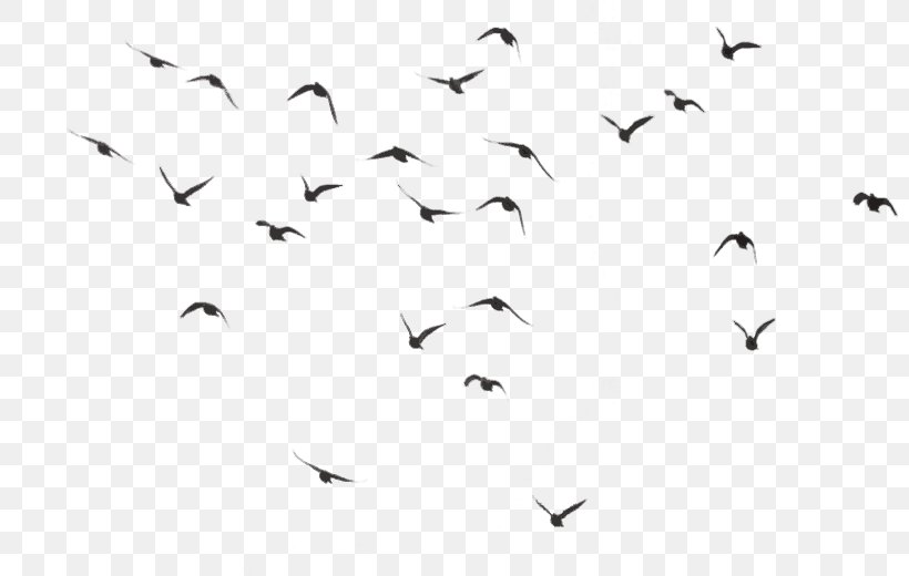 Bird Desktop Wallpaper Clip Art, PNG, 800x520px, Bird, Animal Migration, Beak, Bird Migration, Black Download Free