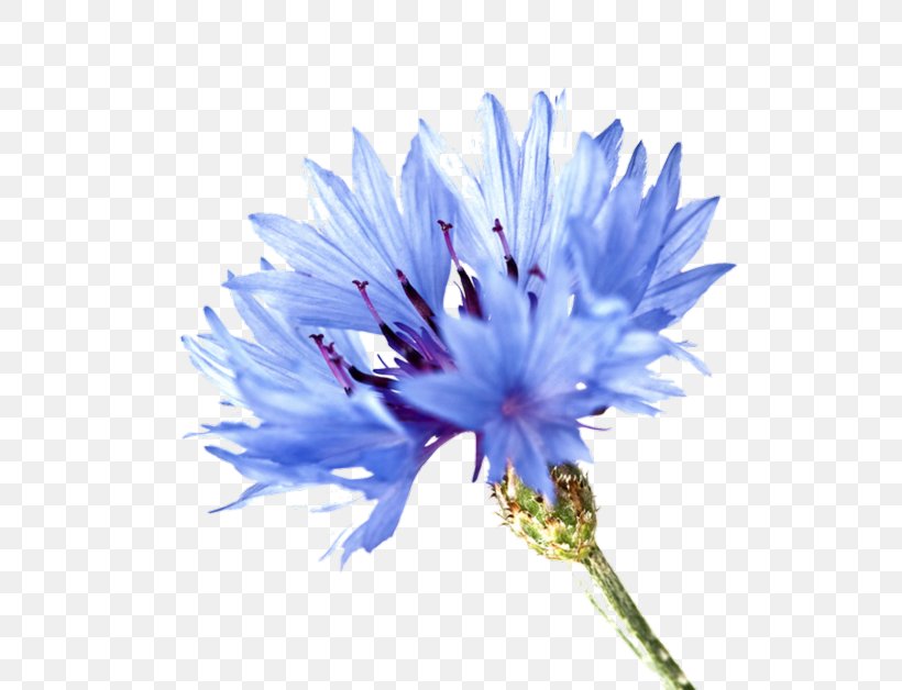 Cornflower Clip Art Blue Rose, PNG, 600x628px, Cornflower, Aster, Blue, Blue Flower, Blue Rose Download Free