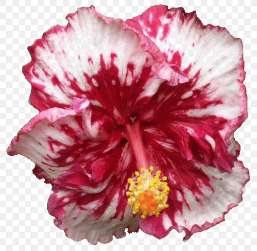 Hibiscus Cut Flowers, PNG, 800x800px, Hibiscus, Annual Plant, Bird, Bird Of Paradise Flower, Carnation Download Free