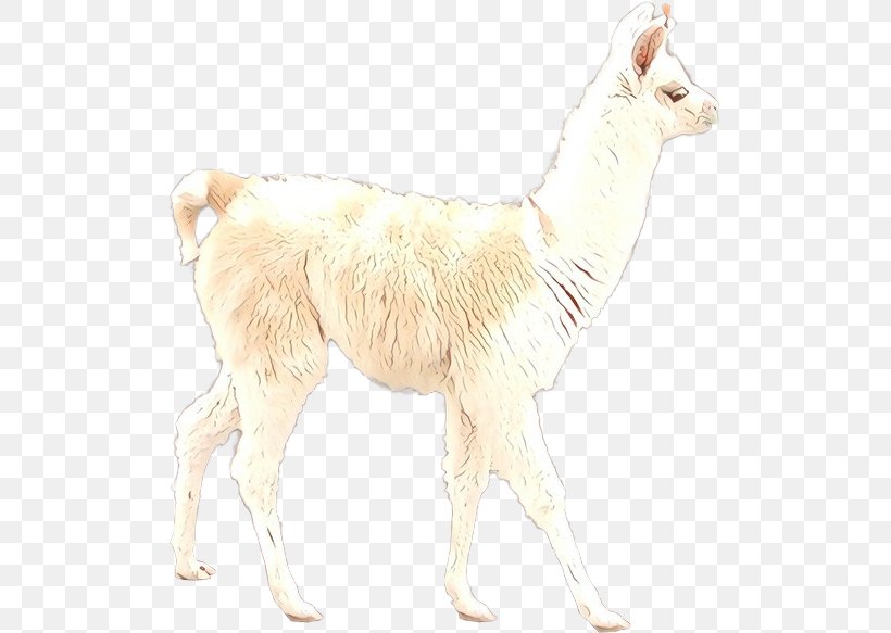 Llama Alpaca Guanaco Fur Terrestrial Animal, PNG, 509x583px, Llama, Alpaca, Animal, Animal Figure, Camelid Download Free