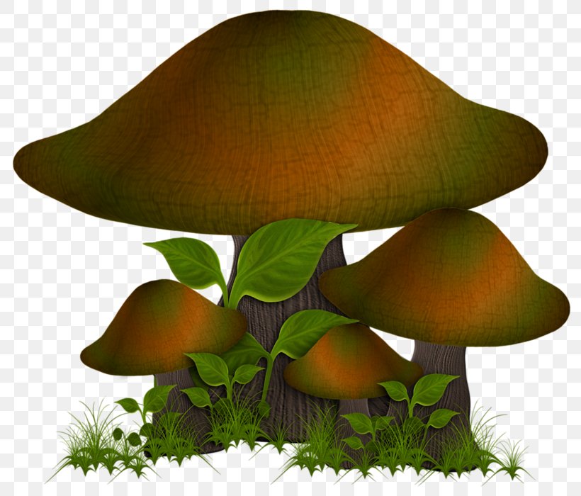 Mushroom Fungus, PNG, 800x700px, Mushroom, Color, Fungus, Grass, Green Download Free