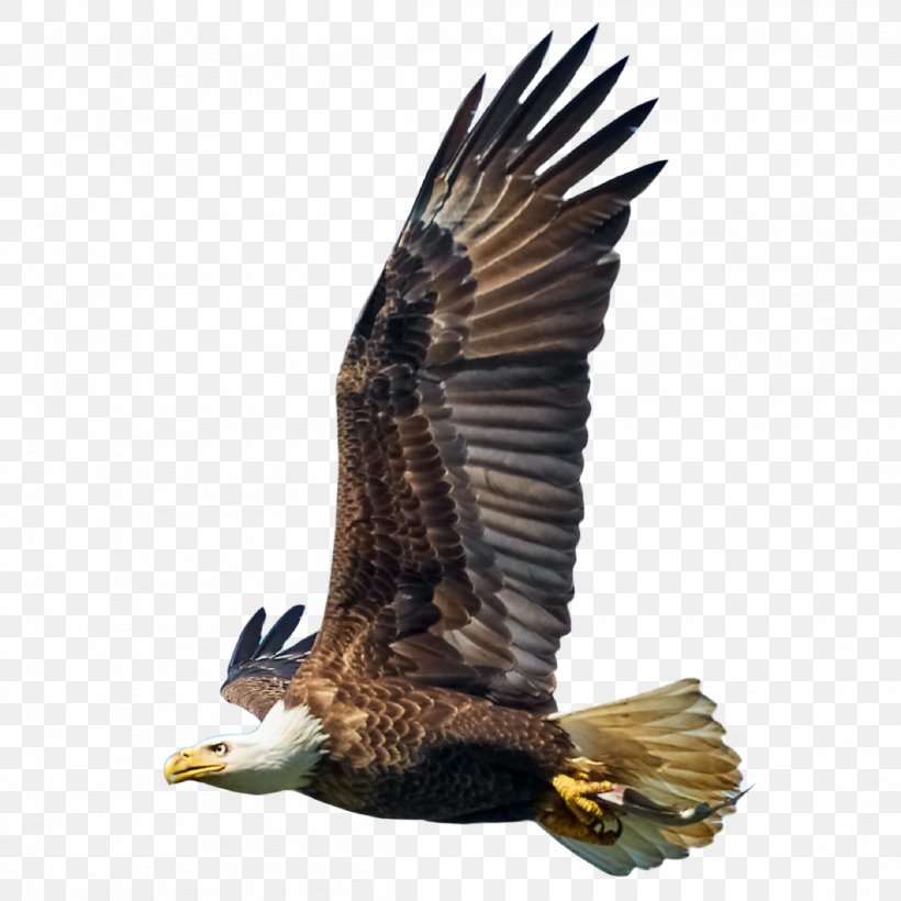 Bald Eagle Bird Hawk Vulture, PNG, 2289x2289px, Bald Eagle, Accipitriformes, Beak, Bird, Bird Of Prey Download Free