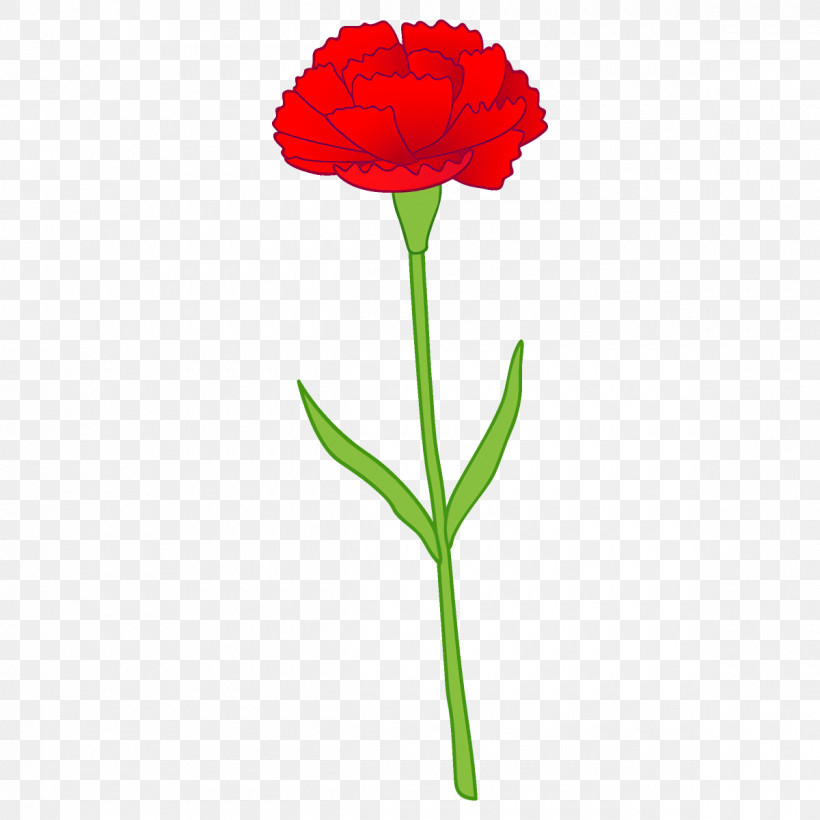 Carnation Flower, PNG, 1200x1200px, Carnation, Coquelicot, Cut Flowers, Flower, Pedicel Download Free
