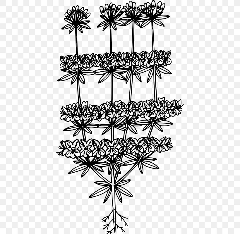 Coloring Book Clip Art, PNG, 436x800px, Coloring Book, Black And White, Branch, Flora, Flower Download Free
