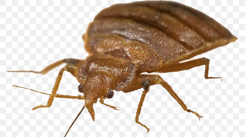 Insect Bed Bug Control Techniques Pest Control Mosquito, PNG, 775x459px, Insect, Ant, Arthropod, Bed, Bed Bug Download Free