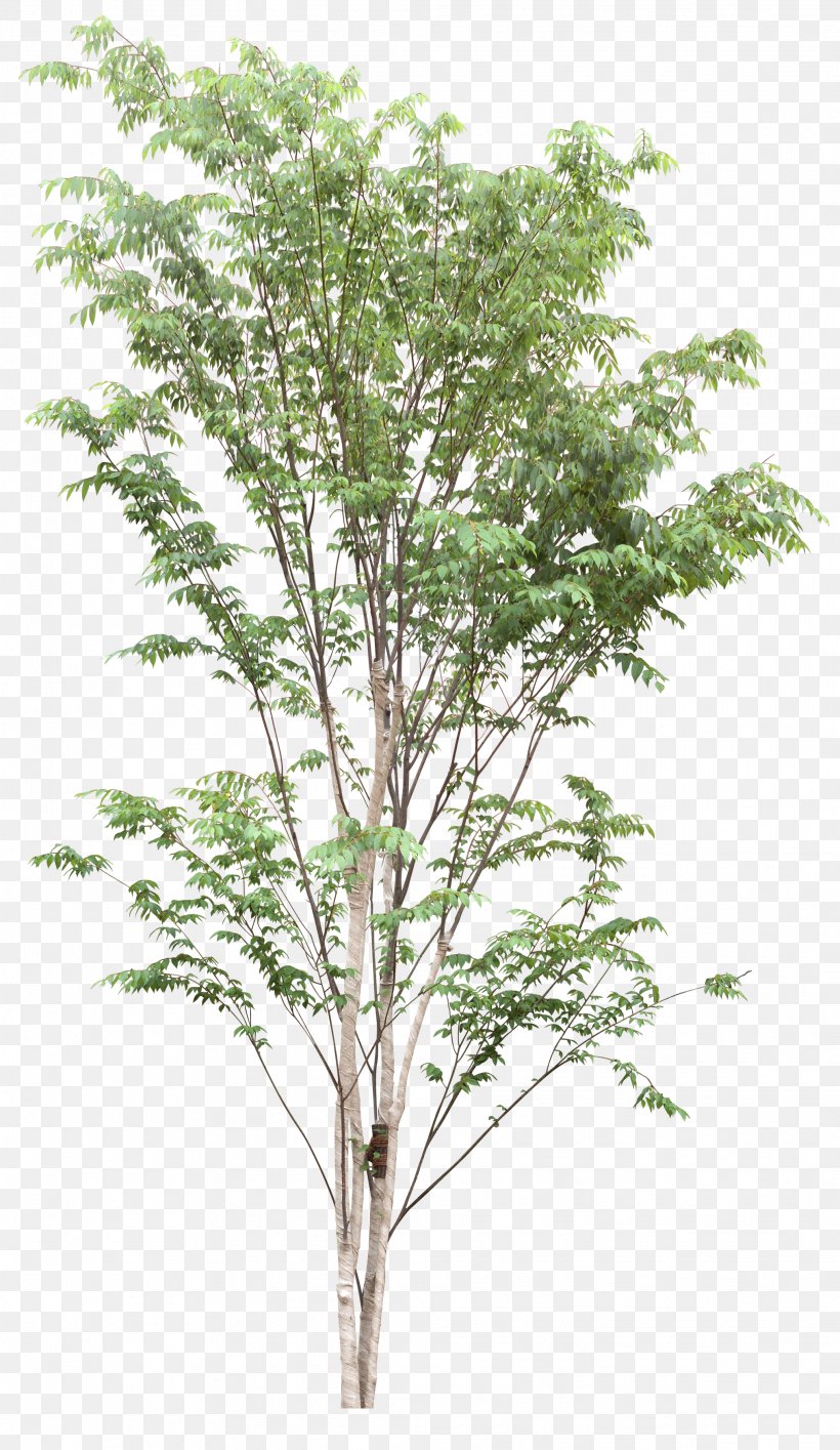 Tree Plant .dwg Clip Art, PNG, 2028x3500px, Tree, Birch, Branch, Computer Graphics, Drawing Download Free