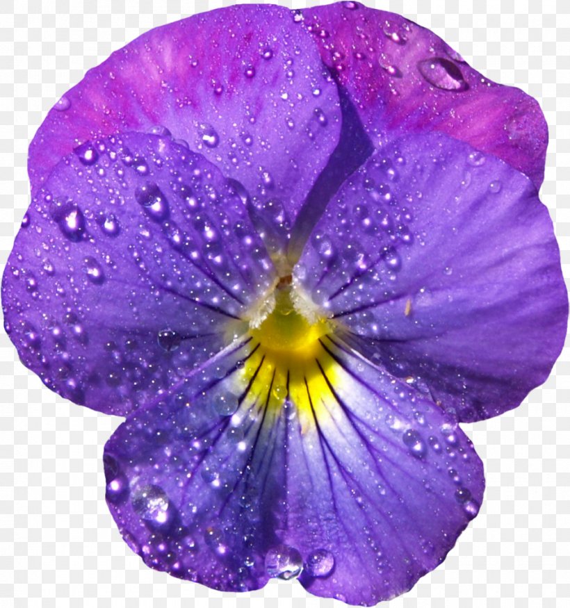 Viola Sororia Viola Cucullata Flower Viola Labradorica Clip Art, PNG, 950x1014px, Viola Sororia, African Violets, Blue, Color, Flower Download Free