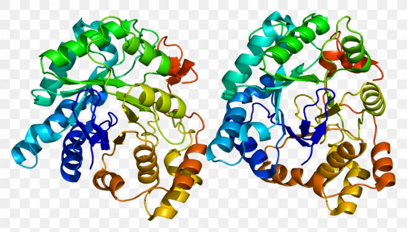 AKR1C3 Aldo-keto Reductase Enzyme 17β-Hydroxysteroid Dehydrogenase Gene, PNG, 918x524px, Watercolor, Cartoon, Flower, Frame, Heart Download Free