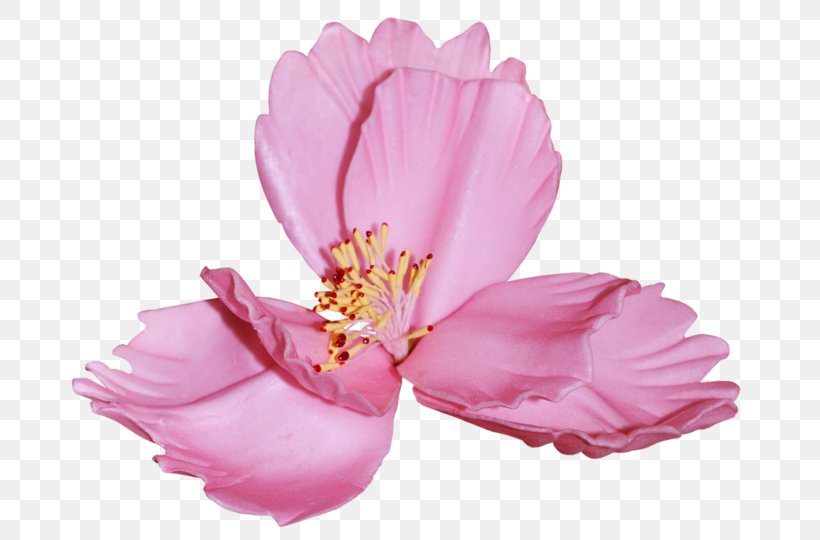 Flower Petal Clip Art, PNG, 699x540px, Flower, Author, Blog, Blossom, Cut Flowers Download Free