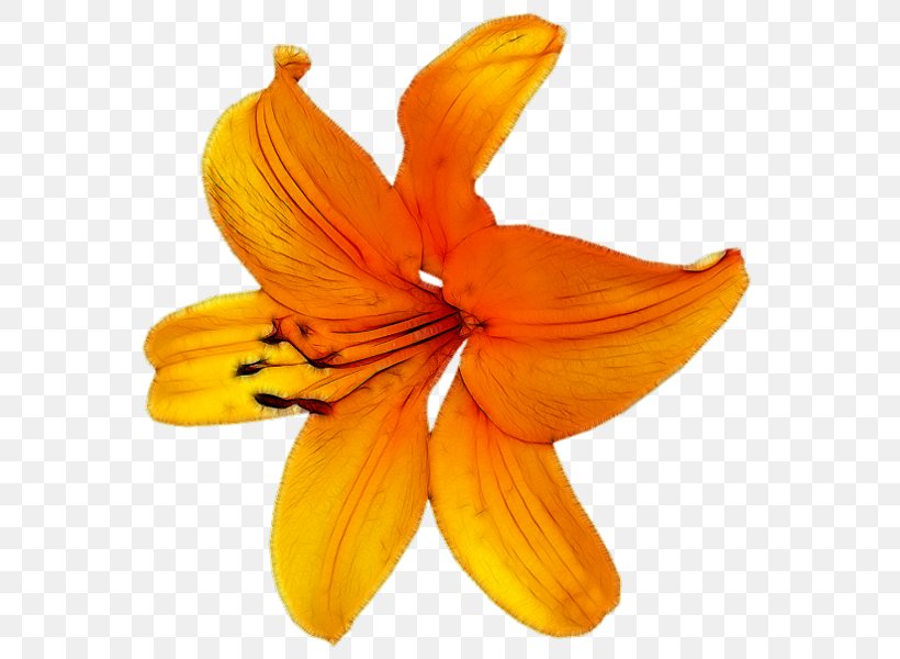 Flower Petal Orange, PNG, 596x600px, Flower, Animal, Autumn, Child, Daylily Download Free