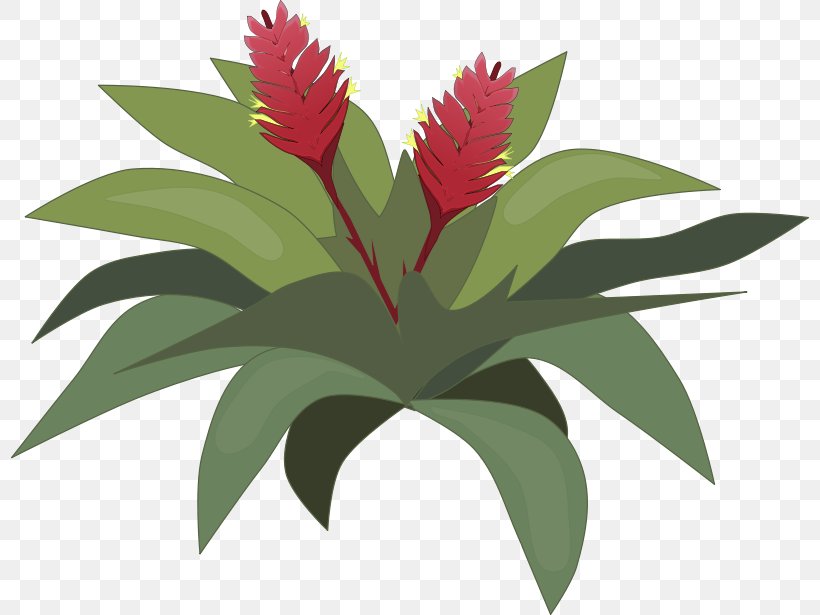 Free Content Drawing Clip Art, PNG, 800x615px, Free Content, Bromeliads, Drawing, Flora, Flower Download Free