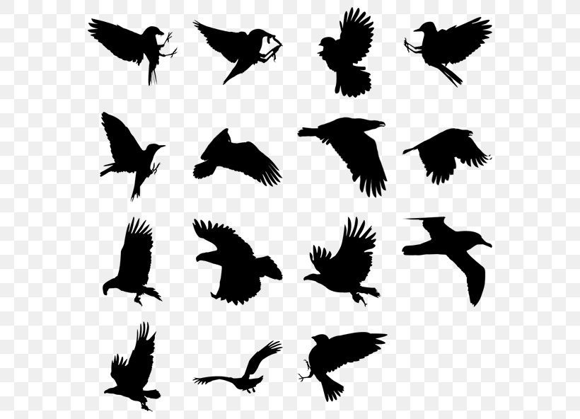 Bird Parrot Gulls, PNG, 592x592px, Bird, Animal Migration, Beak, Bird Of Prey, Black And White Download Free