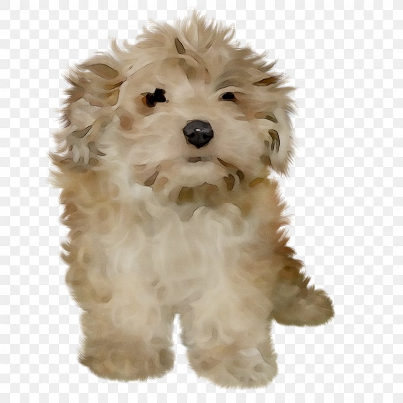 Cockapoo Cavapoo Schnoodle Dog Breed Miniature Poodle, PNG, 1098x1098px, Cockapoo, Bolognese, Bolonka, Canidae, Carnivore Download Free