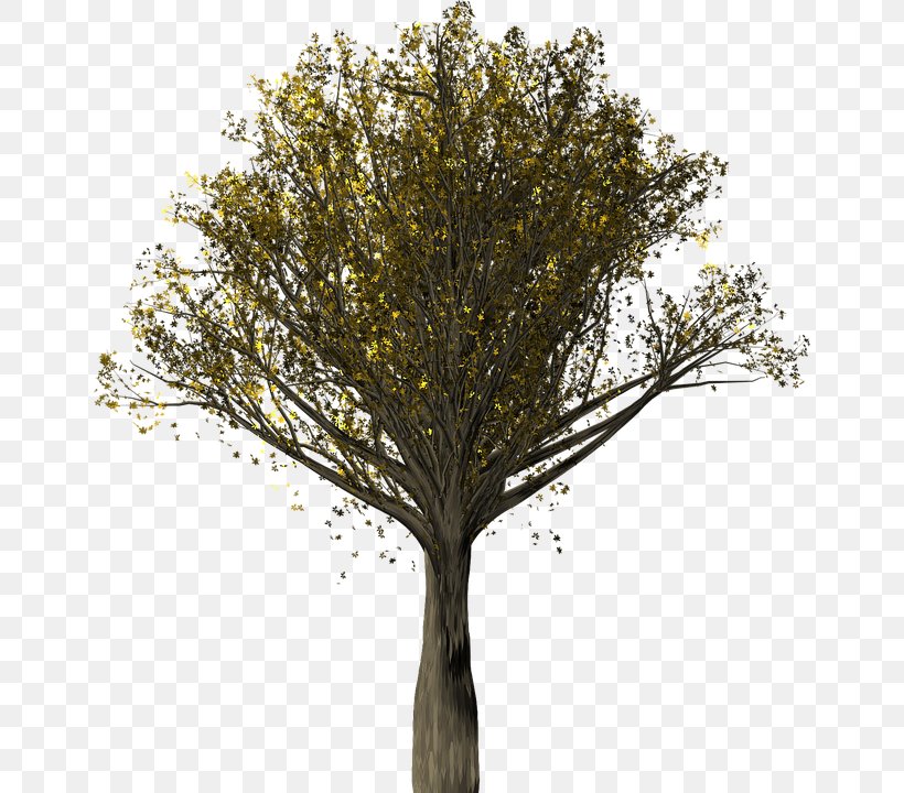 English Oak Quercus Velutina Tree, PNG, 650x720px, English Oak, Autumn, Autumn Leaf Color, Birch, Branch Download Free