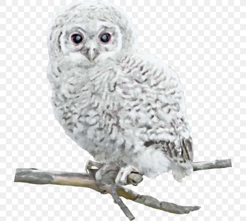 Great Grey Owl Bird Snowy Owl, PNG, 729x735px, Owl, Beak, Bird, Bird Of Prey, Great Grey Owl Download Free