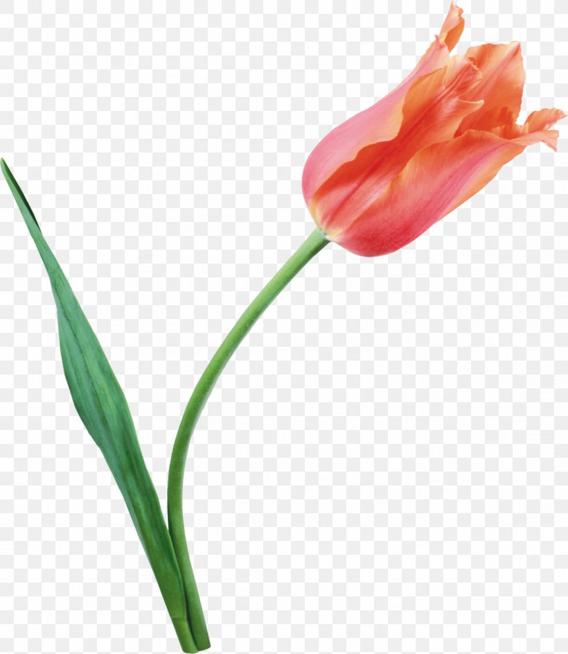 Tulip Flower Clip Art, PNG, 1112x1280px, Tulip, Bud, Cut Flowers, Flower, Flowering Plant Download Free