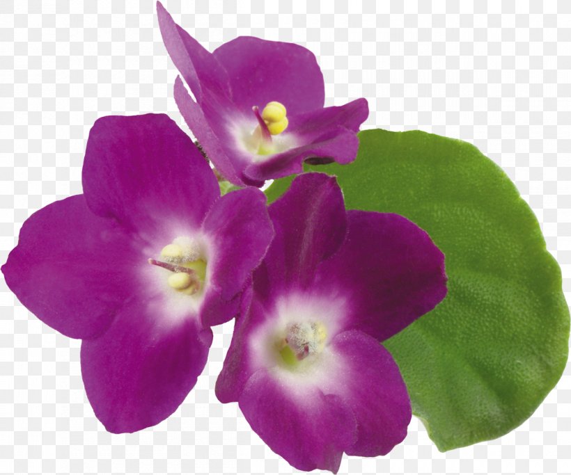 Violet Flower Clip Art, PNG, 1200x1000px, Violet, Annual Plant, Computer Software, Digital Image, Flower Download Free