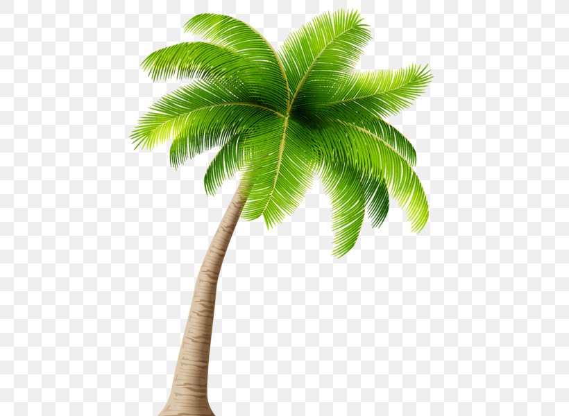 Arecaceae Coconut Tree Clip Art, PNG, 460x600px, Arecaceae, Arecales, Borassus Flabellifer, Bud, Coconut Download Free