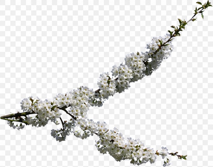 Cherry Blossom Vector Graphics Image Drawing, PNG, 916x720px, Cherry Blossom, Blossom, Body Jewelry, Branch, Cerasus Download Free