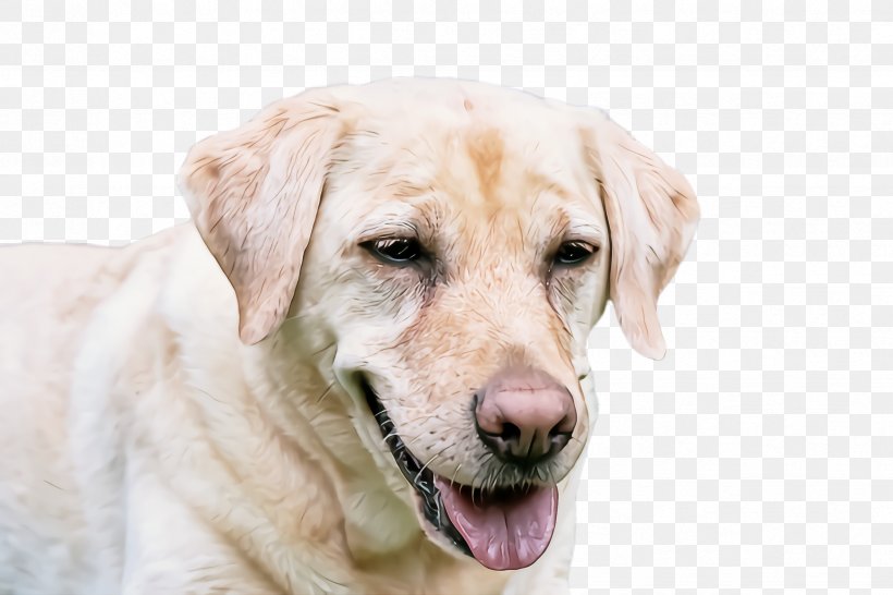 Dog Labrador Retriever Retriever Nose Sporting Group, PNG, 2448x1632px, Dog, Labrador Retriever, Nose, Retriever, Sporting Group Download Free