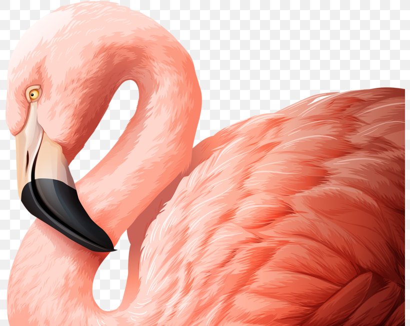 Flamingo Bird Royalty-free Illustration, PNG, 800x653px, Watercolor, Cartoon, Flower, Frame, Heart Download Free