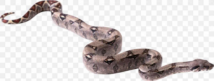Snake Clip Art, PNG, 2403x911px, Snake, Animal Figure, Boa Constrictor, Boas, Body Jewelry Download Free