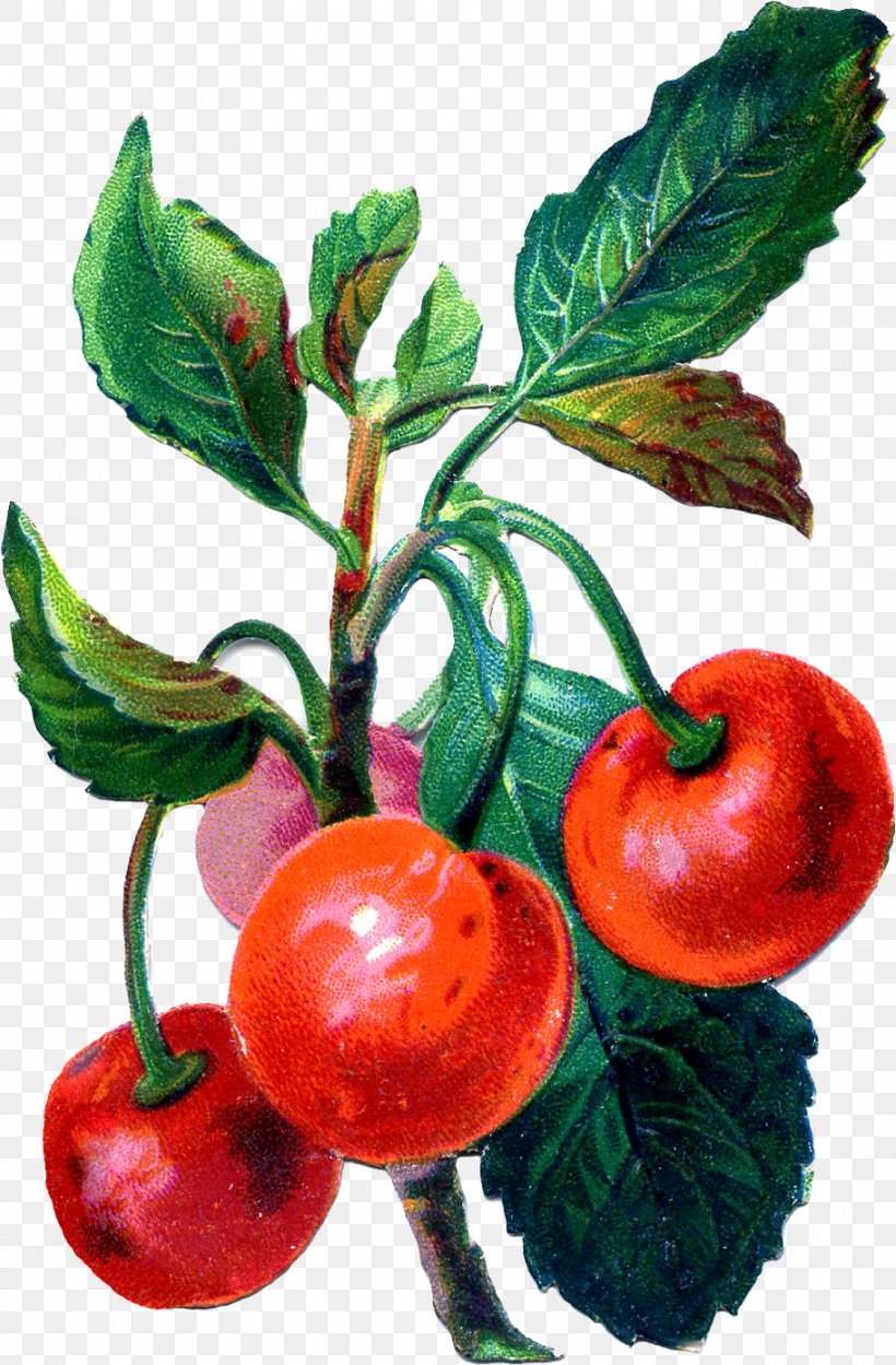 Barbados Cherry Fruit Clip Art, PNG, 911x1388px, Barbados Cherry, Acerola, Acerola Family, Antique, Apple Download Free