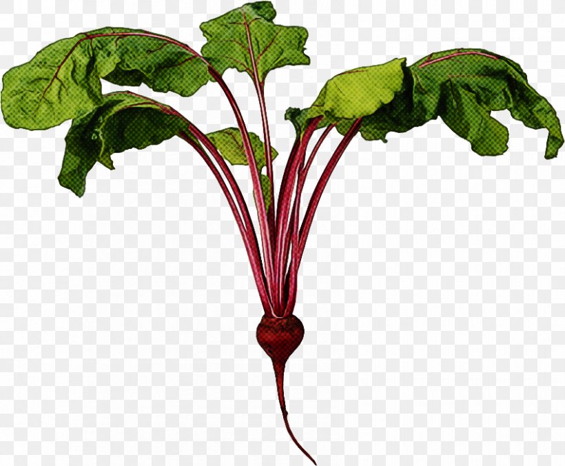 Beet Greens Flower Plant Beetroot Leaf, PNG, 850x701px, Beet Greens, Beet, Beetroot, Flower, Leaf Download Free