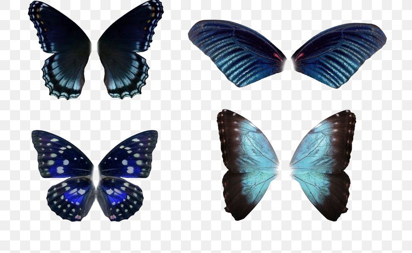 Butterfly Insect Wing, PNG, 800x505px, Butterfly, Blue, Butterflies And Moths, Color, Green Download Free