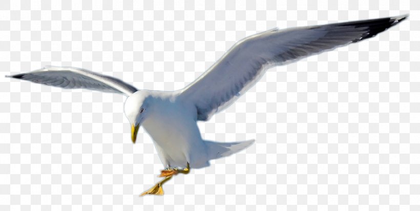 European Herring Gull Gulls Bird Gannets Beak, PNG, 885x445px, European Herring Gull, American Herring Gull, Beak, Bird, Charadriiformes Download Free
