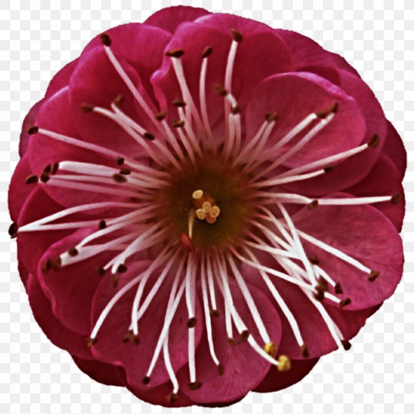 Petal Pink M Cut Flowers, PNG, 893x895px, Petal, Cut Flowers, Flower, Flowering Plant, Magenta Download Free