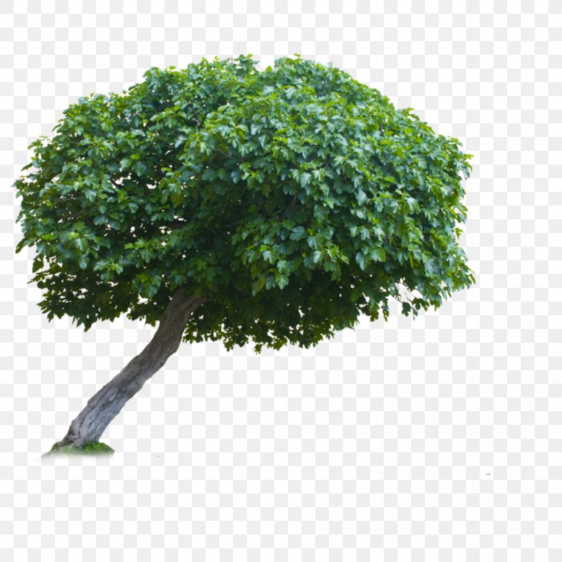 Tran Tree, PNG, 894x894px, Tran, Branch, Grass, Houseplant, Information Download Free