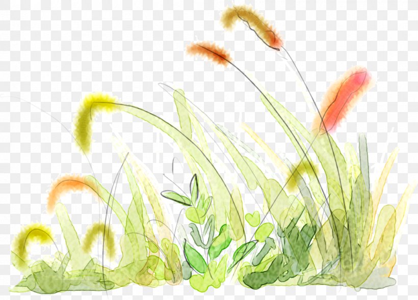 Foxtail Setaria Viridis, PNG, 1049x754px, Foxtail, Drawing, Floral Design, Flower, Grass Download Free