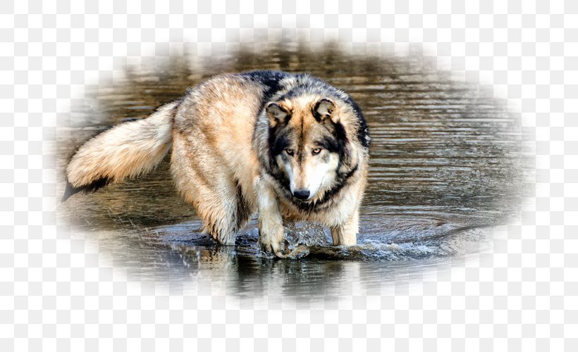 Gray Wolf Desktop Wallpaper Water 1080p, PNG, 800x500px, Gray Wolf, Animal, Carnivoran, Cave Wolf, Display Resolution Download Free