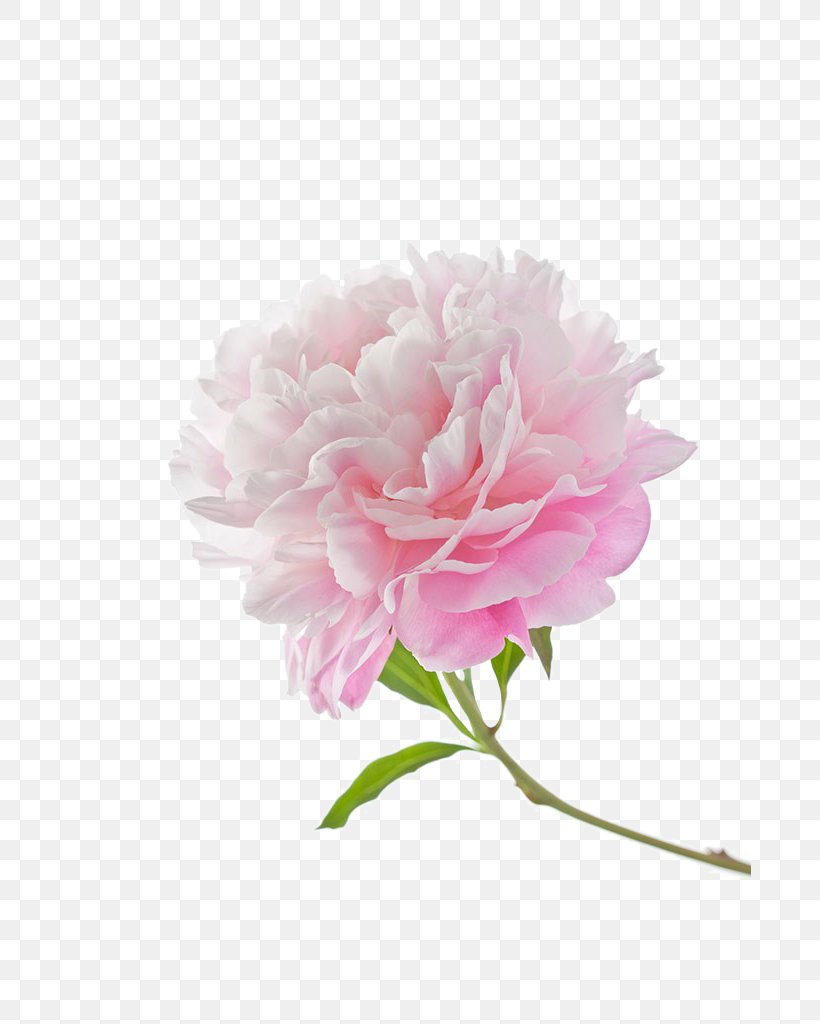 Moutan Peony, PNG, 683x1024px, Peony, Artificial Flower, Cut Flowers, Designer, Floral Design Download Free