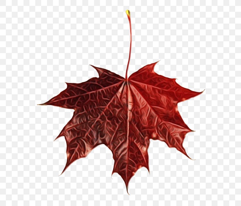 Red Maple Tree, PNG, 642x699px, Red Maple, Autumn, Autumn Leaf Color, Black Maple, Deciduous Download Free