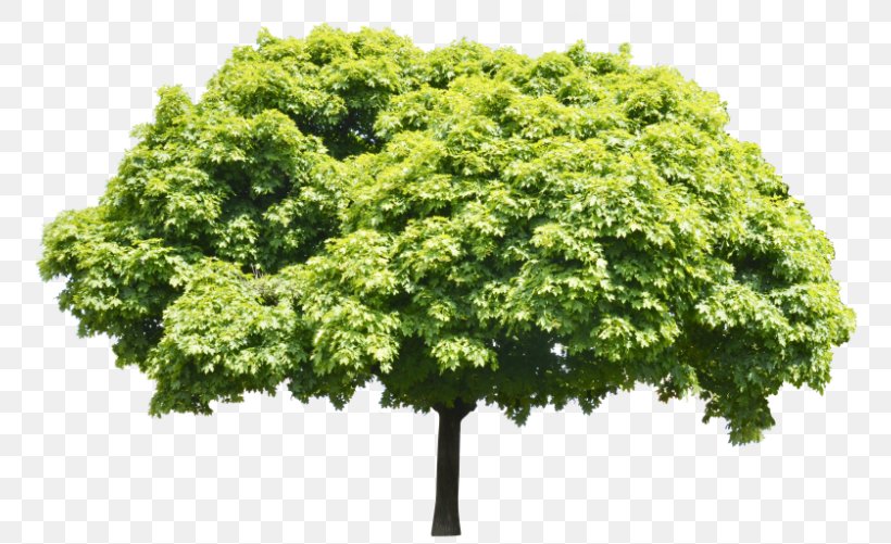 Tree Branch Arborist Shrub, PNG, 782x501px, Tree, Arborist, Branch, Consultant, England Download Free