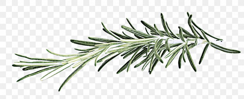 White Pine Jack Pine Shortleaf Black Spruce Oregon Pine Tree, PNG, 1156x470px, White Pine, Colorado Spruce, Jack Pine, Lodgepole Pine, Oregon Pine Download Free