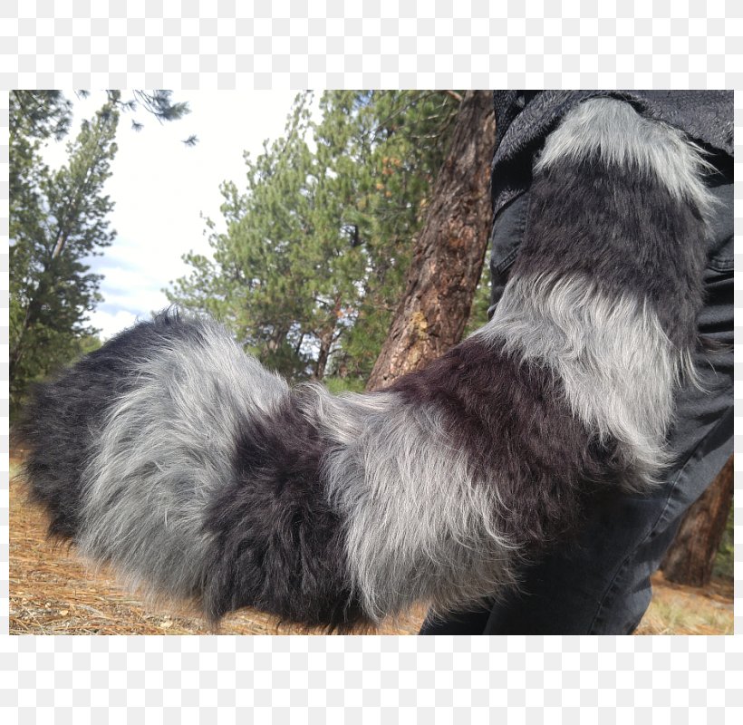 Australian Shepherd Raccoon Cat Rare Breed (dog) Tail, PNG, 800x800px, Australian Shepherd, Breed, Cat, Costume, Dog Download Free