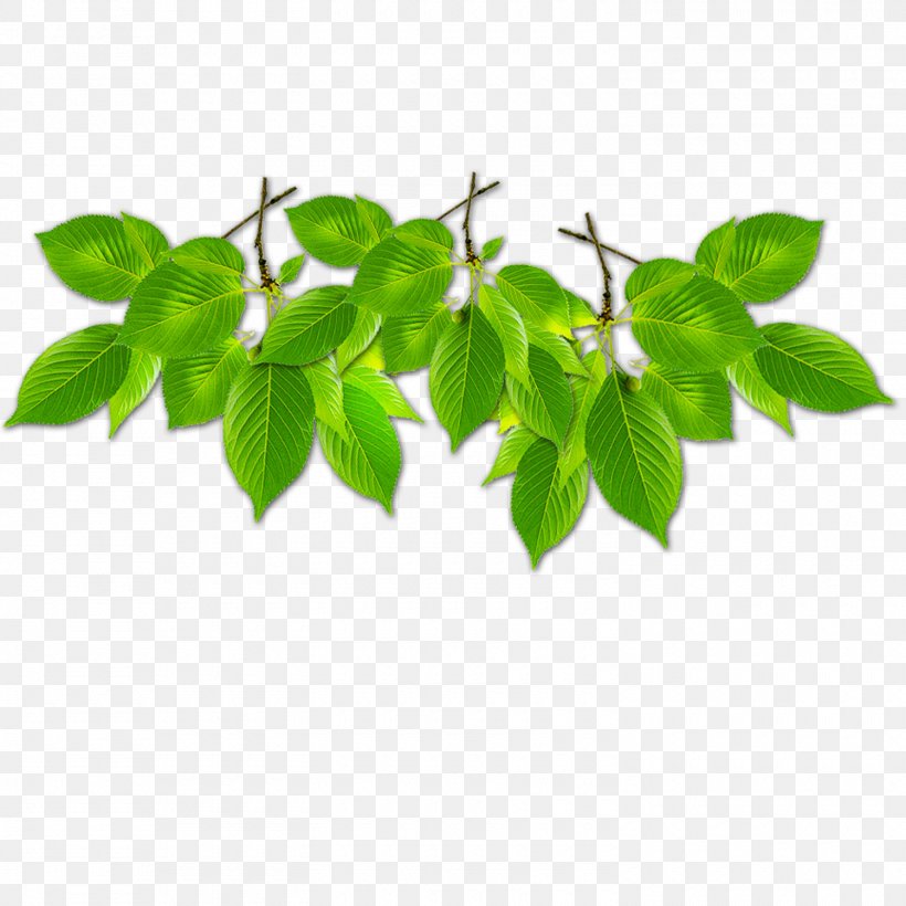 Branch Green Leaf Computer File, PNG, 1500x1500px, Branch, Designer, Google Images, Green, Herb Download Free