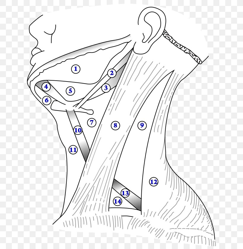 Anterior Triangle Of The Neck Digastric Muscle Carotid Triangle Triangles Of The Neck Submandibular Triangle, PNG, 684x840px, Watercolor, Cartoon, Flower, Frame, Heart Download Free