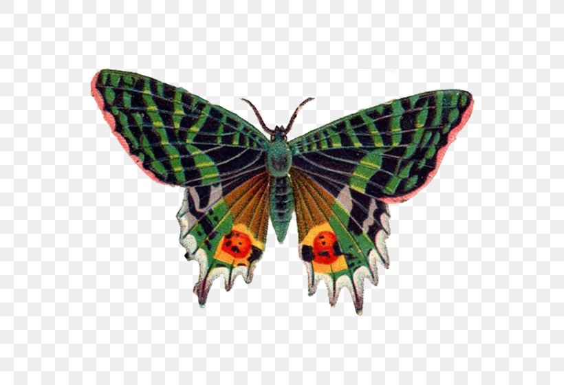 Butterfly Clip Art, PNG, 560x560px, Butterfly, Arthropod, Brush Footed Butterfly, Butterflies And Moths, Clipping Path Download Free