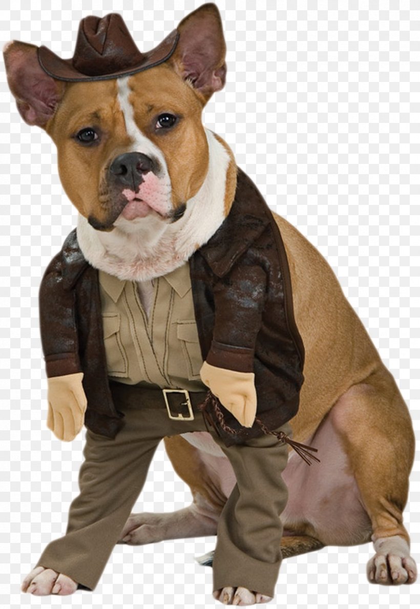 Dog Indiana Jones Halloween Costume Cat, PNG, 827x1200px, Dog, Amazoncom, American Pit Bull Terrier, American Staffordshire Terrier, Boy Download Free