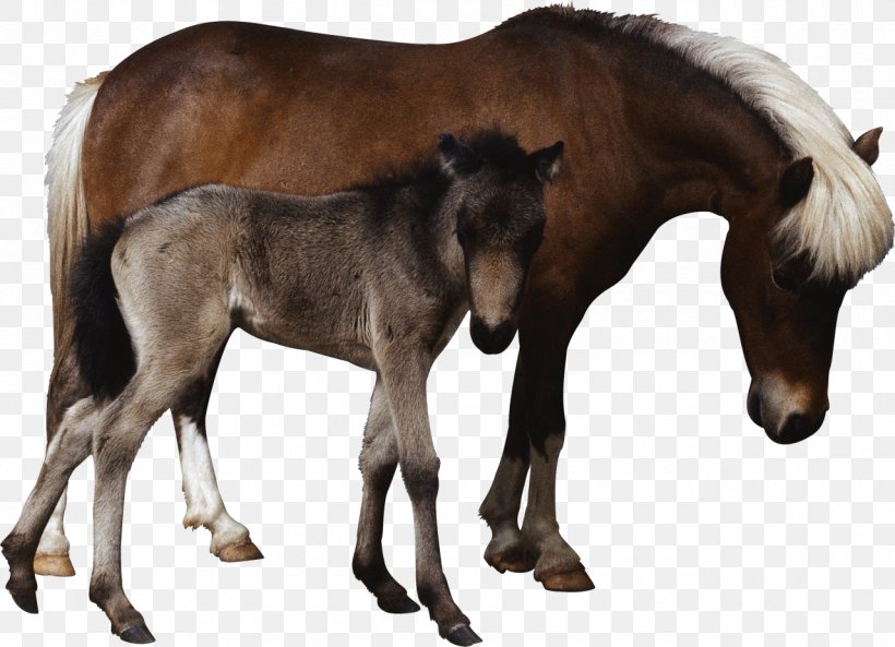 Foal Mare Colt Mustang Stallion, PNG, 1280x926px, Foal, Animal, Camel, Colt, Fauna Download Free